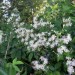 Virgin's Bower Clematis